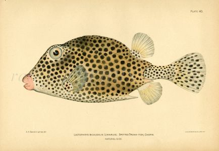 THE SPOTTED TRUNKFISH print