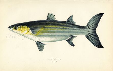 THE GREY MULLET fish print