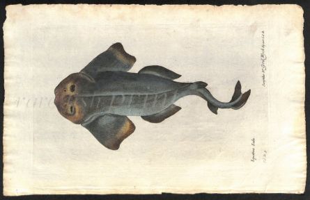 THE ANGEL SHARK print