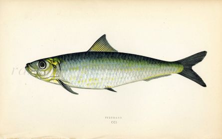 THE PILCHARD fish print