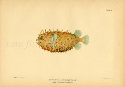 THE BRIDLED BURRFISH print