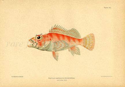 THE PONTINUS SCORPIONFISH print