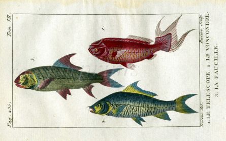 TELESCOPIC CARP, VARIEGATED CARP, SICKLE CARP print