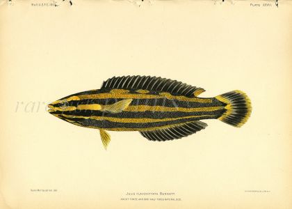 YELLOW STRIPE CORIS print (Julius Flavovitta)