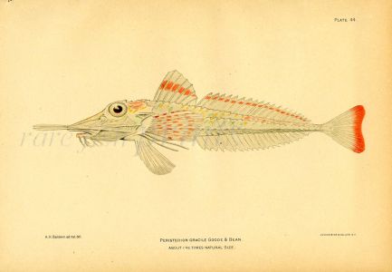 THE SLENDER SEA ROBIN fish print