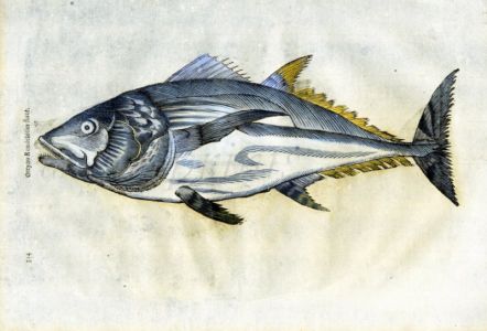 ALDROVANDI - THE BLUEFIN TUNA woodcut fish print 1638 (orcyno)