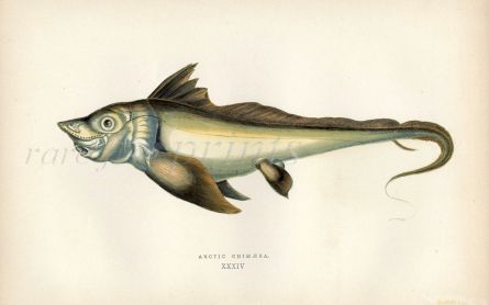 THE ARCTIC CHIMAERA fish print