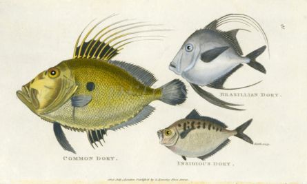 THE COMMON DORY, BRASILLIAN DORY, INSDIOUS DORY print
