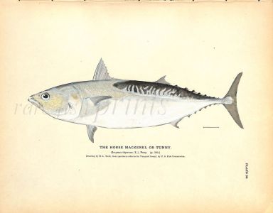 THE HORSE MACKEREL OR TUNNY print