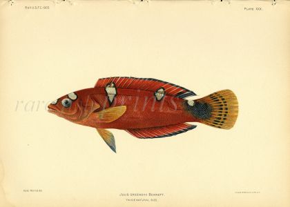 YELLOWTAIL WRASSE print (Julius Greenovii)