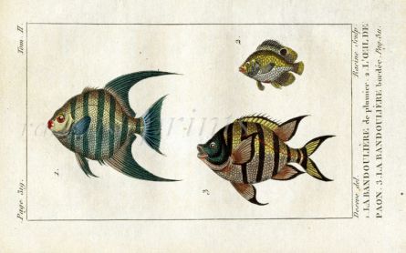 THE SEARGENT BUTTERFLYFISH print