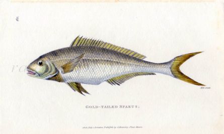 THE GOLD-TAILED SPARUS print
