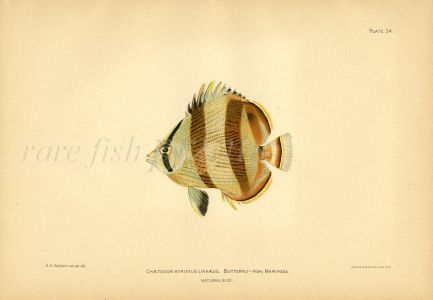 THE BANDED BUTTERFLYFISH print