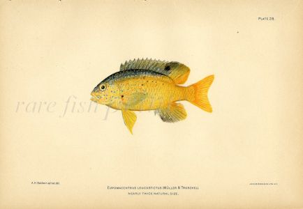THE DAMSELFISH print