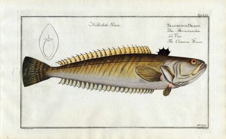 THE COMMON WEEVER Bloch fish print ( Trachinus Draco)