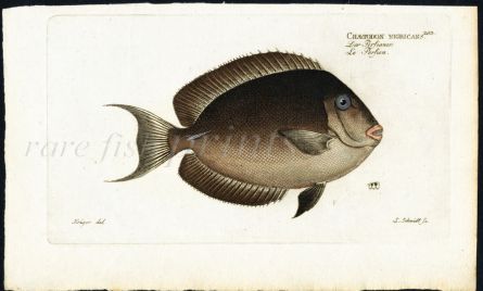 THE BLACK or WHITECHEEK SURGEONFISH print (Chaetodon Nigricans)