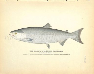 THE KRASNAYA RYBA OR BLUE BACK SALMON print