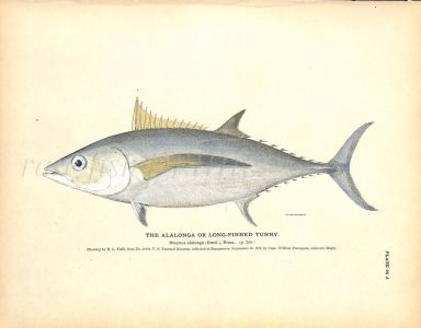 THE ALALONGA OR LONG-FINNED TUNNY print