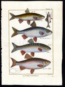 THE IDE & GOLDEN ORFE print