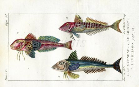 GREY, RED & STREAKED GURNARD print