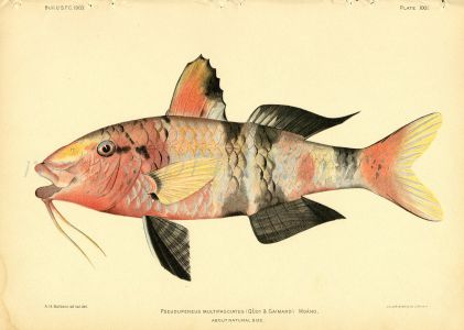 MANYBAR GOATFISH print (Pseudupenus Mulyifasciatus)