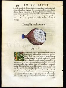 THE PUFFER FISH woodcut print 1558
