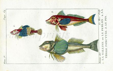 TUBFISH, SPOTTED AMERICAN GURNARD, RED GURNARD print