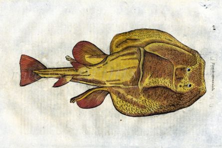 ALDROVANDI - THE TORPEDO RAY 1638 woodcut fish print (Torpedo)