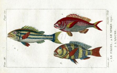SEA ROACH, ANCHOR-TOOTH, BLUE-STRIPED GILTHEAD print
