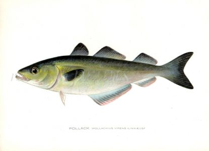 THE POLLACK print