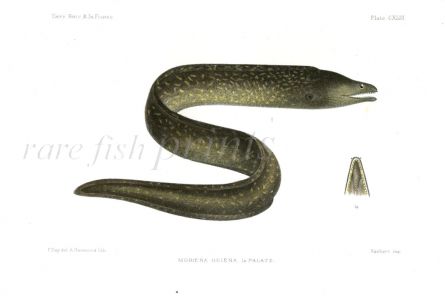 THE MEDITERRANEAN MORAY EEL - MURAENA HELENA fish print