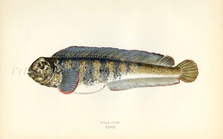 THE WOLF-FISH print
