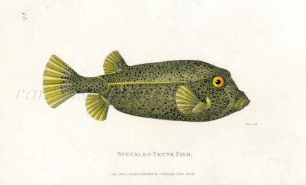 THE SPECULATED TRUNKFISH print