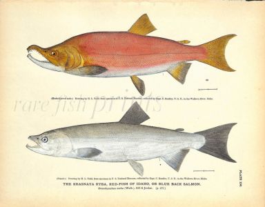 THE KRASNAYA RYBA, REDFISH OF IDAHO OR BLUE BACK SALMON print
