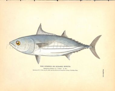 THE STRIPED BONITO OR OCEANIC BONITO print