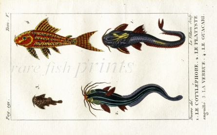 BANDED & EEL CATFISH, SUCKERMOUTH CATFISH print