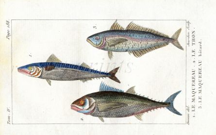 MACKEREL, BLUE-FIN TUNA, SPANISH MACKEREL print