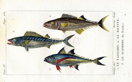 THE SCALE-BREAST, ROTTLER'S MACKEREL, BONITO print