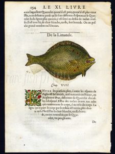 THE PLAICE woodcut print 1558