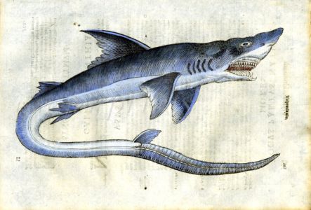 ALDROVANDI - THE THRESHER SHARK woodcut fish print 1638