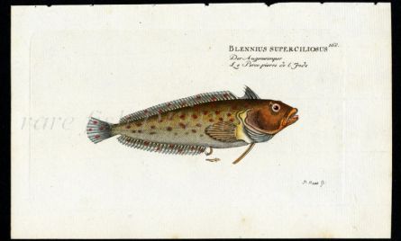 THE SUPER KLIPFISH print (Blennius Superciliosus)