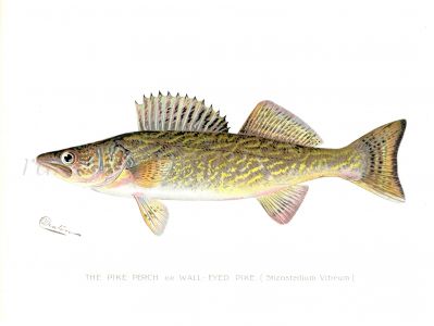 THE PIKE PERCH OR WALL-EYED PIKE print