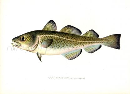 THE COD print