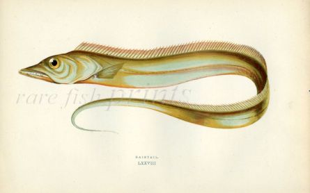 THE HAIRTAIL fish print