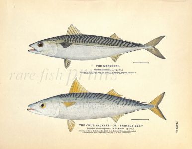 THE MACKEREL & CHUB MACKEREL print
