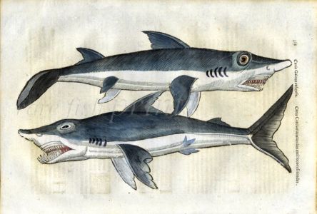 ALDROVANDI - THE TOPE AND GREAT WHITE SHARK woodcut fish print 1638 (Canis galeus, carcharias)