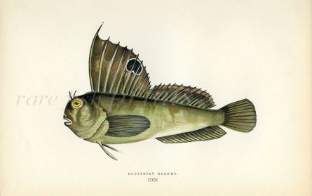 THE BUTTERFLY BLENNY fish print
