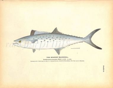 THE SPANISH MACKEREL print
