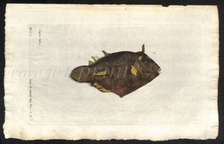 THE EARED OSTRACION print