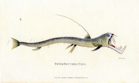 THE PIPER MOUTHED PIKE print